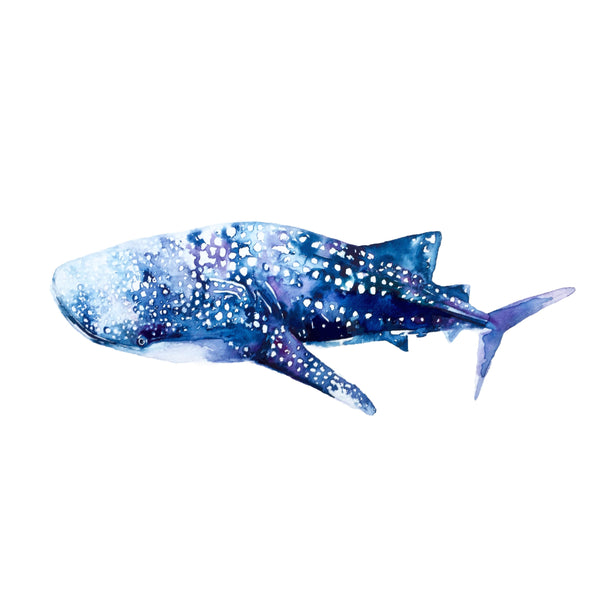 Koh Tao Whale Shark