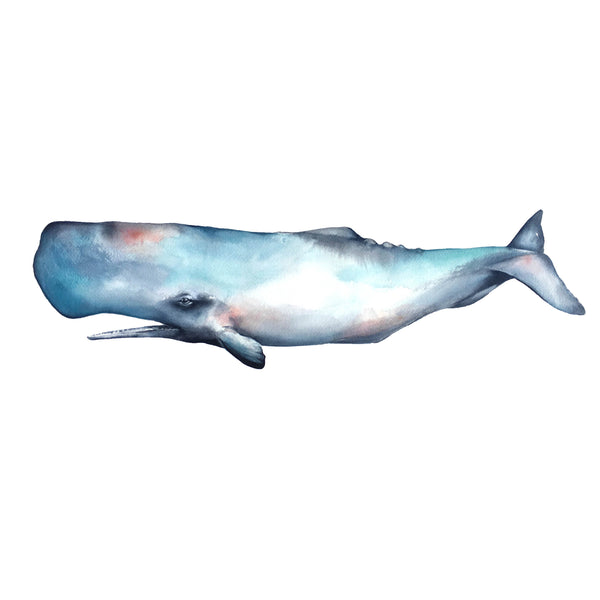 Sperm Whale Ferguson