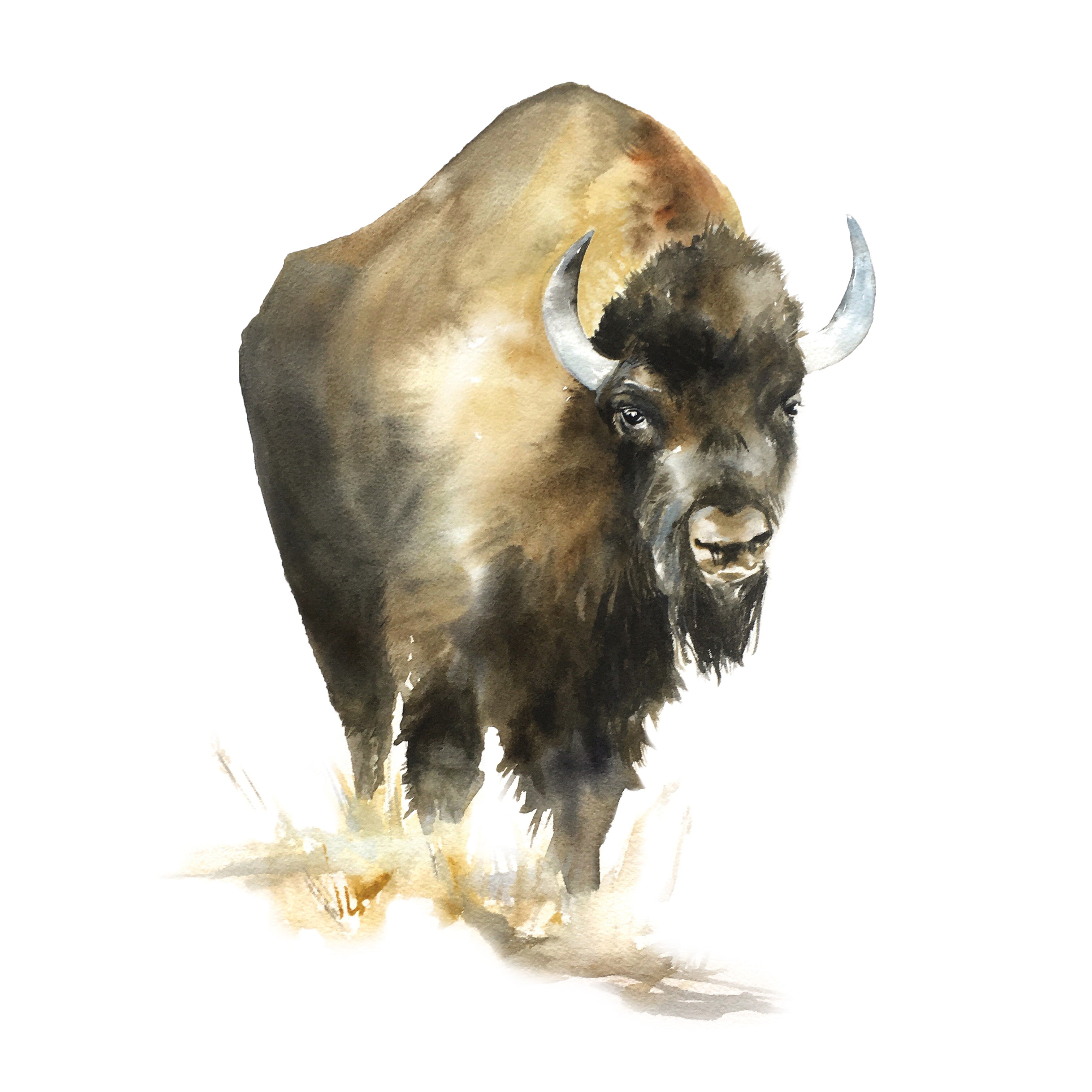 American Bison – Kelly Clause Art