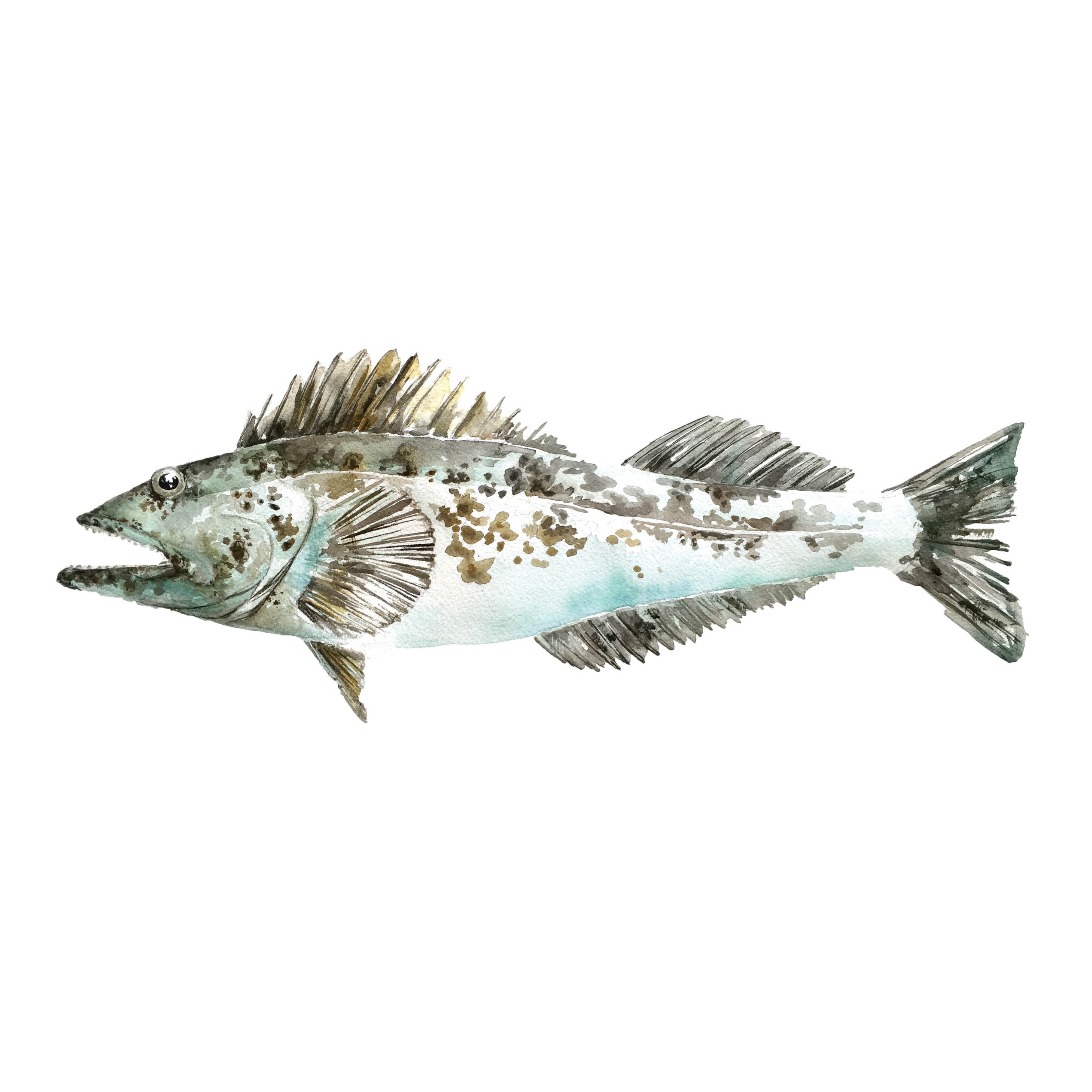 Lingcod – Kelly Clause Art