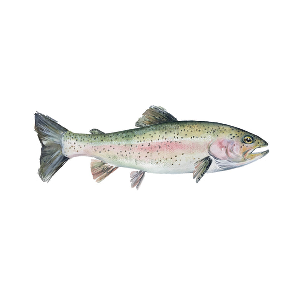 Rainbow Trout