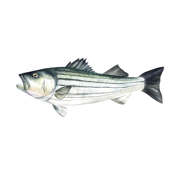 Striped Bass