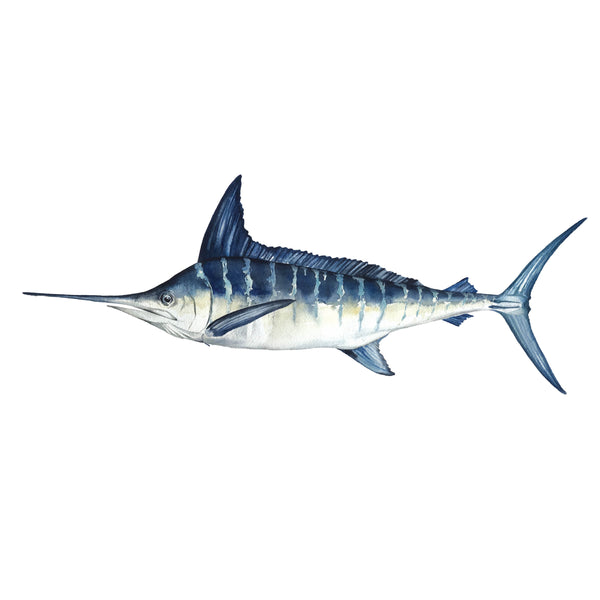 Striped Marlin