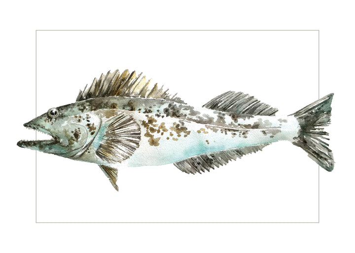 "Lingcod" Greeting Card