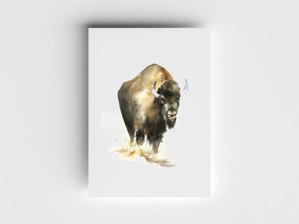 American Bison Limited Edition Print