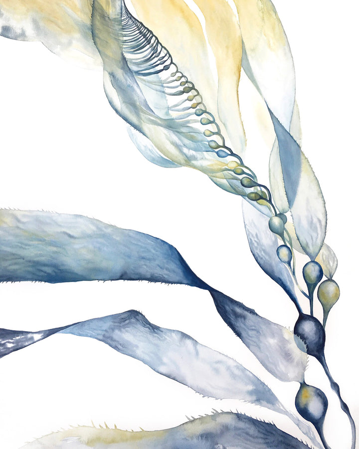 "Giant Kelp" Limited Edition Print