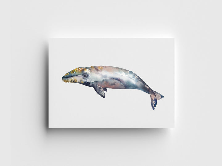 Gray Whale Limited Edition Print