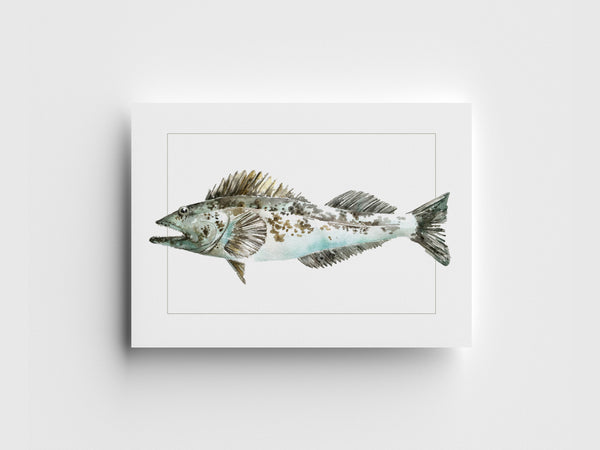 "Lingcod" Greeting Card