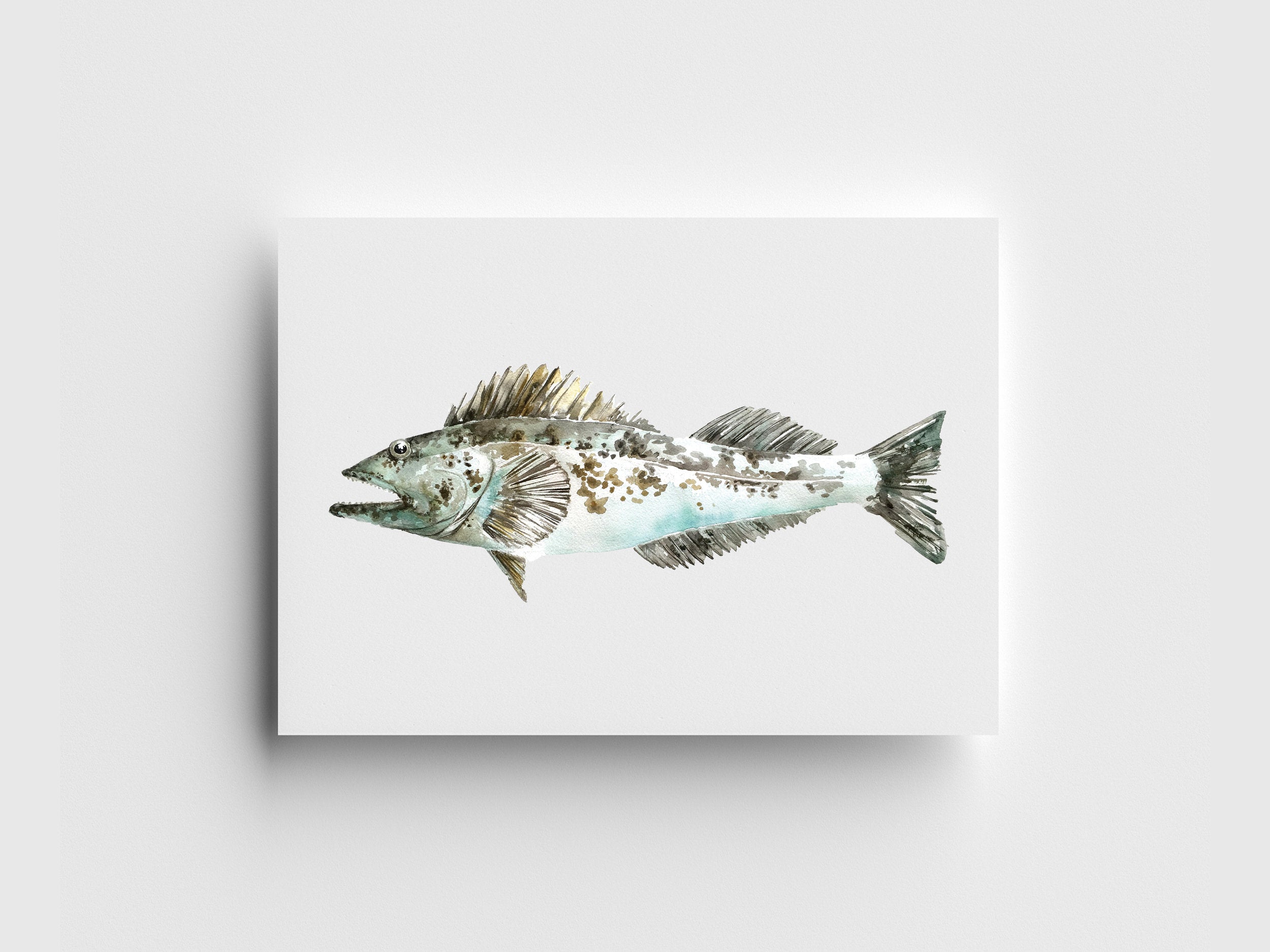 Lingcod Limited Edition Print – Kelly Clause Art
