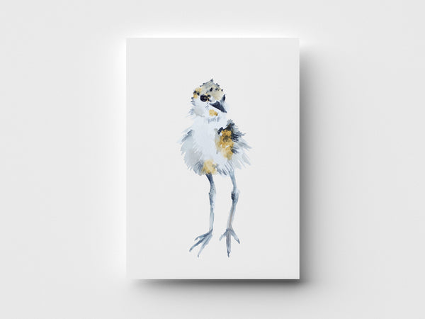 Snowy Plover Limited Edition Print