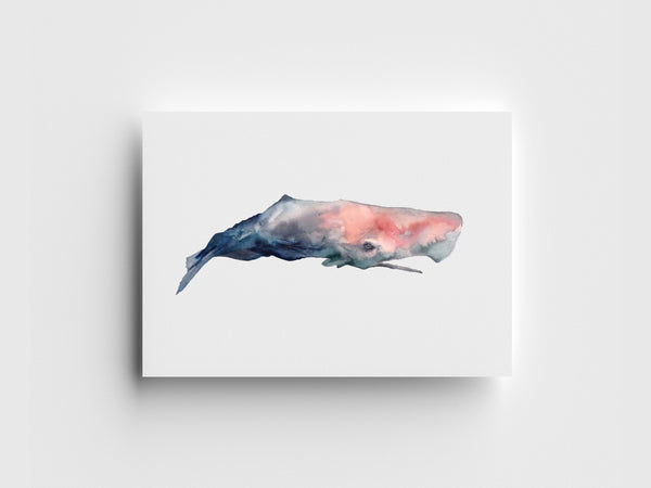 Sperm Whale Limited Edition Print