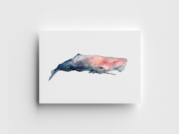 Sperm Whale Limited Edition Print