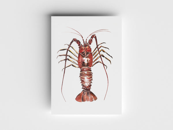 Spiny Lobster Limited Edition Print